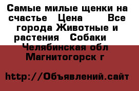 Самые милые щенки на счастье › Цена ­ 1 - Все города Животные и растения » Собаки   . Челябинская обл.,Магнитогорск г.